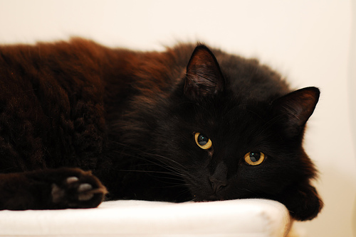  October Black Cat  Month  via about com CHECK OUT OUR 