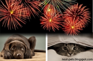 Is Your Cat Or Dog Afraid of Fireworks Or Thunderstorms, pets, pet, dogs, dog,